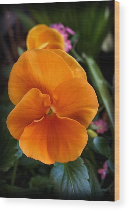 Orange Wood Print featuring the photograph Orange Pansy by Lilia S