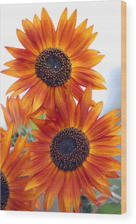Sunflower Wood Print featuring the photograph Orange Sunflower 2 by Amy Fose