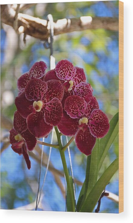 Red Wood Print featuring the photograph Orchid Bouquet by Michiale Schneider