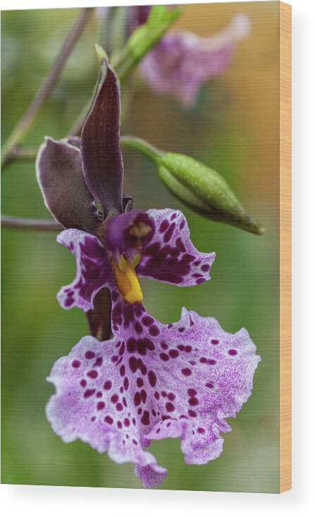 Orchid Wood Print featuring the photograph Orchid - Caucaea rhodosticta by Heiko Koehrer-Wagner