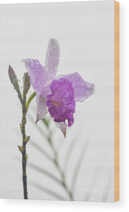 Flower Wood Print featuring the photograph Orchid in the clouds. Costa Rica. by Ksenia VanderHoff