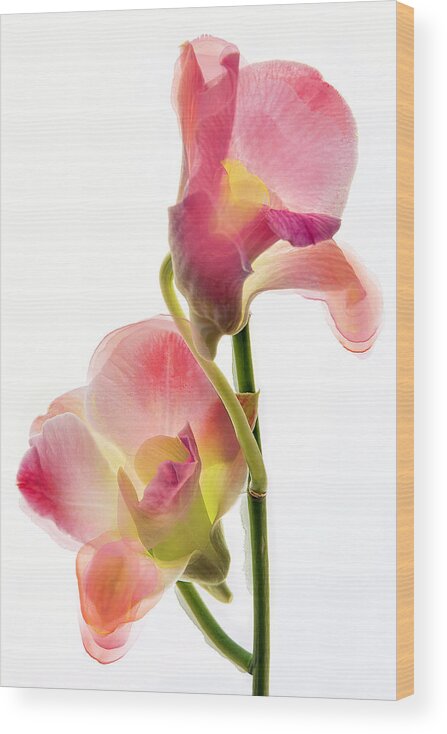 Orchids Wood Print featuring the photograph Orchid Morphing II by Leda Robertson