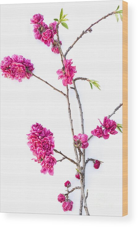 Ornamental Peach Wood Print featuring the photograph Ornamental Peach by Elena Nosyreva