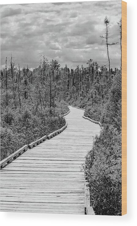 Orono Wood Print featuring the photograph Orono Bog Walk by Holly Ross