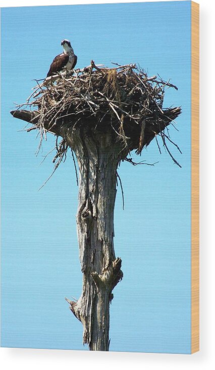Osprey Wood Print featuring the photograph Osprey Point by Karen Wiles