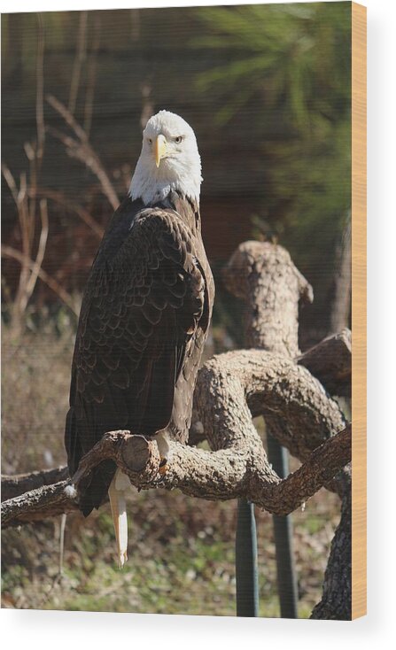 Bald Eagle Wood Print featuring the photograph Our Bird by Buck Buchanan