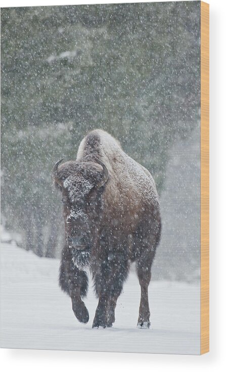 Bison Buffalo American Endangered Species Extinction Recovery Yellowstone Winter Snow Bull Snowing Cold Storm Wood Print featuring the photograph Out of the Snow by D Robert Franz