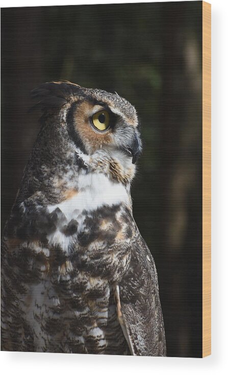 Great Horned Owl Wood Print featuring the photograph Owl 411 by Joyce StJames
