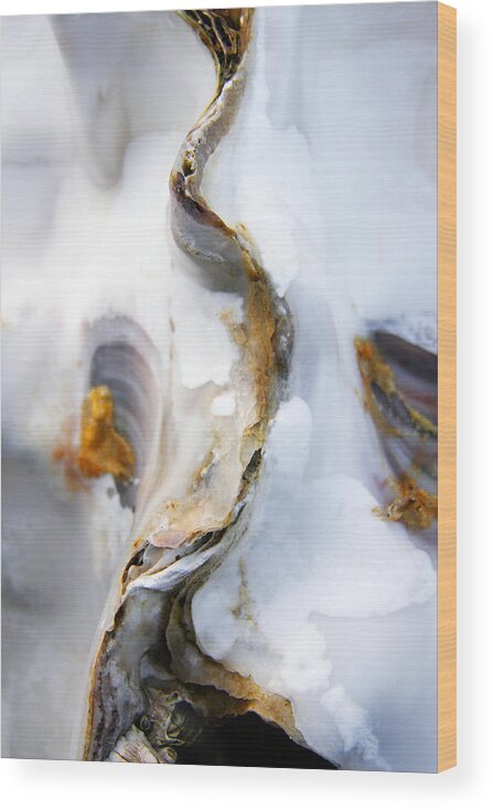 Oyster Wood Print featuring the photograph Oyster by Richard George