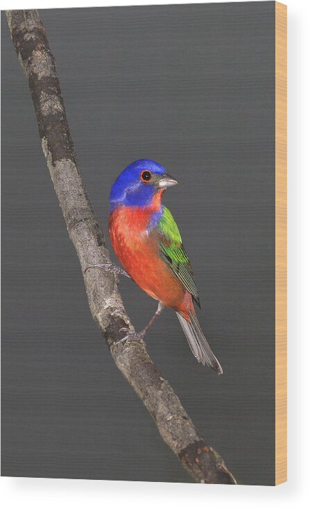 Bird Wood Print featuring the photograph Painted Bunting by John Absher