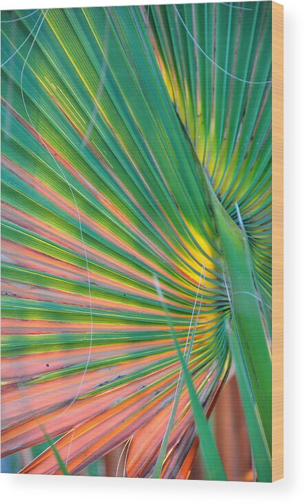 Palms Wood Print featuring the photograph Palm Colors by Jan Amiss Photography