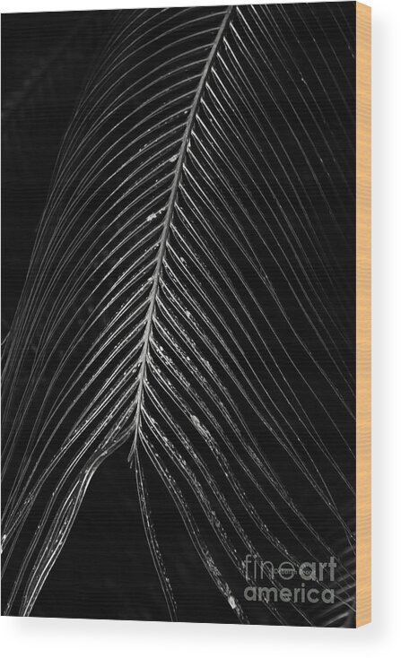 Palm Leaf Wood Print featuring the photograph Palm Leaf by Deborah Benoit
