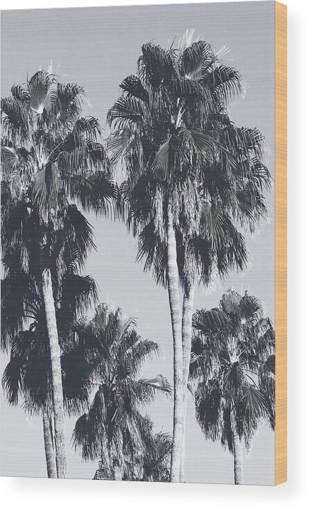 Palm Trees Wood Print featuring the mixed media Palm Springs Palm Trees- Art by Linda Woods by Linda Woods