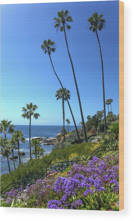 Laguna Beach Wood Print featuring the photograph Palm trees at Heisler Park by Cliff Wassmann