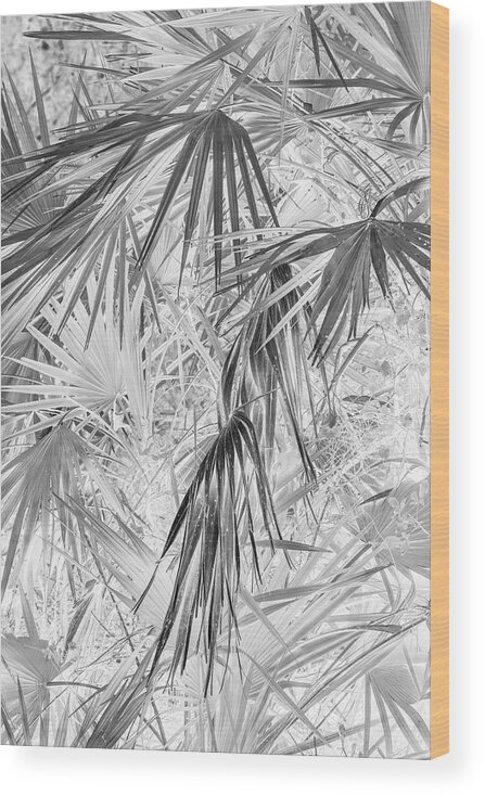 Negative Wood Print featuring the photograph Palmettos Negatives by Dorothy Cunningham