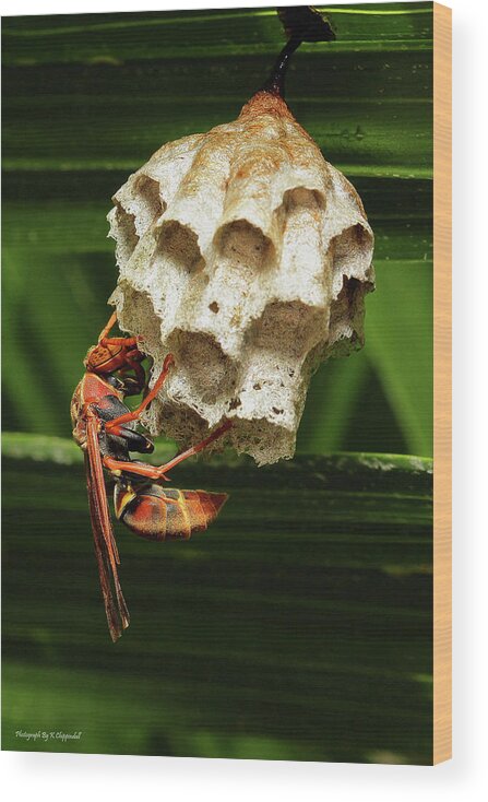 Paper Wasps Wood Print featuring the photograph Paper wasps 00666 by Kevin Chippindall