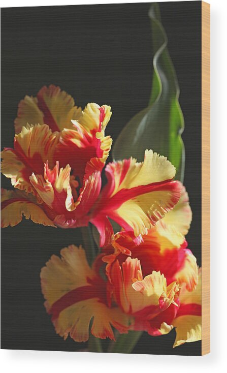 Tulip Wood Print featuring the photograph Parrot Tulip by Tammy Pool