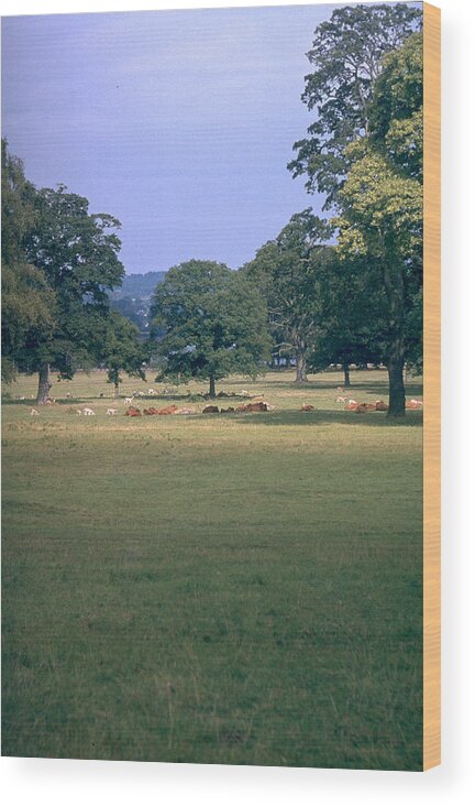 Great Britain Wood Print featuring the photograph Pasture by Flavia Westerwelle