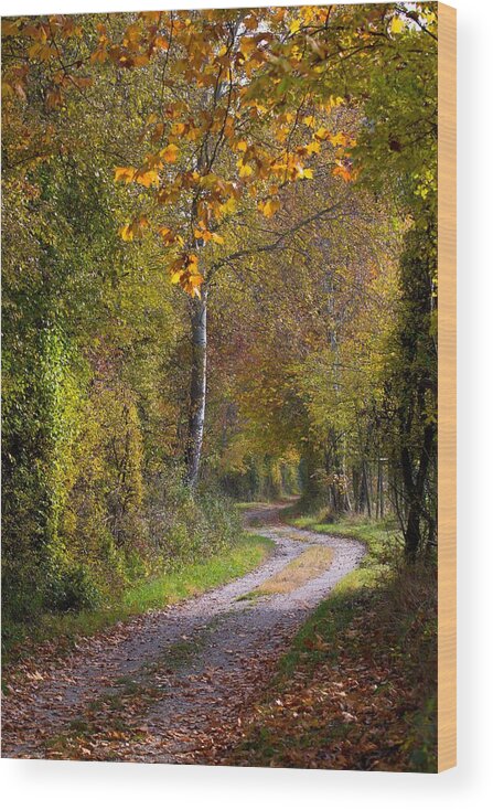 Autumn Wood Print featuring the photograph Path Through Autumn Forest by Andreas Berthold
