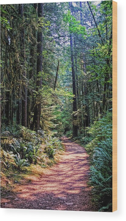 Rainforest Wood Print featuring the photograph Path through Skookumchuck by Christopher Byrd