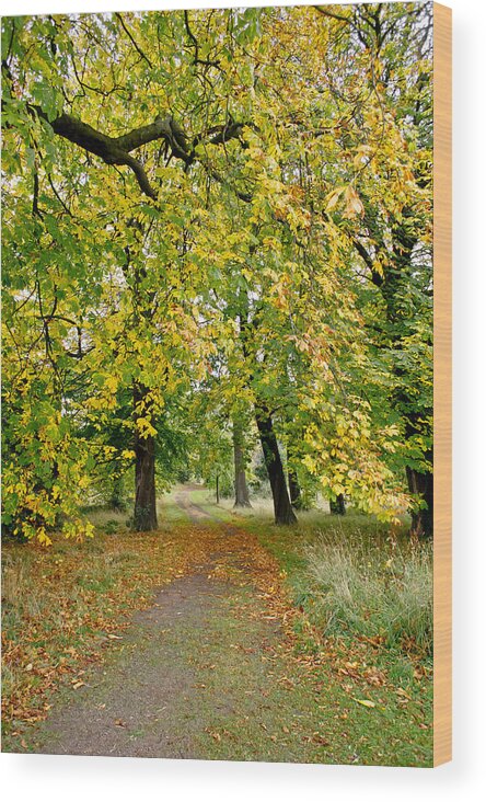Canopy Wood Print featuring the photograph Path under the fall canopy by Elena Perelman