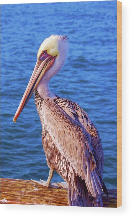 Bird Wood Print featuring the photograph Pelican in the shore by Maria Aduke Alabi