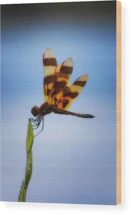 Colorado Wood Print featuring the photograph Pennant Dragonfly by Juli Ellen