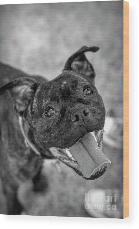Admire Wood Print featuring the photograph Penny - Dog Portrait by Adrian De Leon Art and Photography