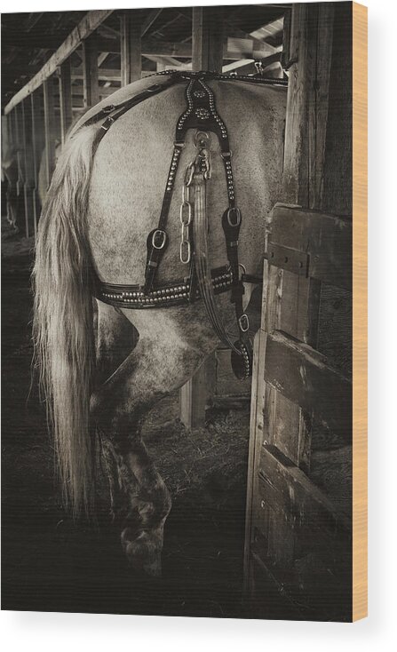 Horse Wood Print featuring the photograph Percheron Draft Horse by Theresa Tahara