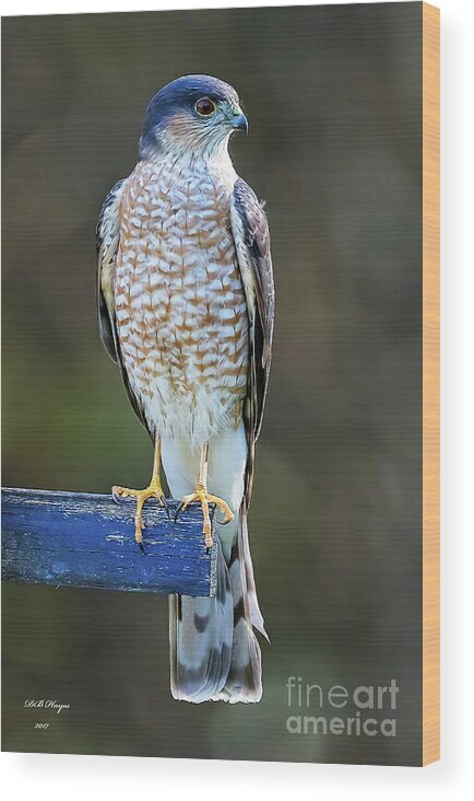 Hawks Wood Print featuring the photograph Sharp-Shinned Hawk by DB Hayes