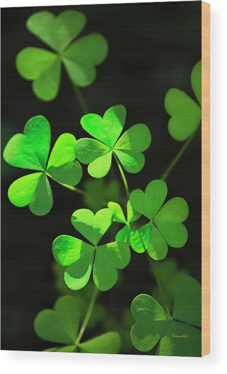 Clover Wood Print featuring the photograph Perfect Green Shamrock Clovers by Christina Rollo