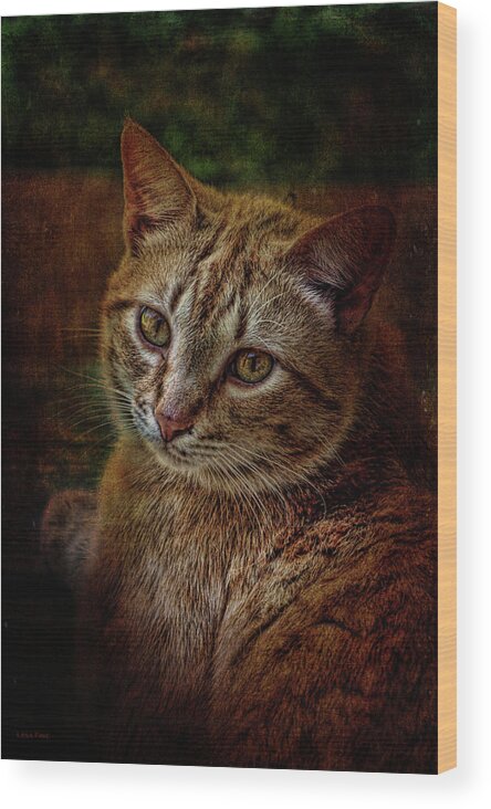 Cat Wood Print featuring the mixed media Pets Fat Cat Portrait 2 by Lesa Fine