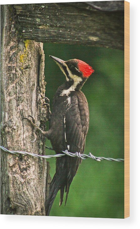 Pileated Woodpecker Wood Print featuring the photograph Pileated Woodpecker by Jessica Brawley