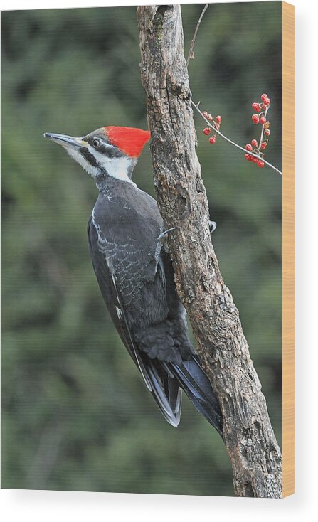 Bird Wood Print featuring the photograph Pileated Woodpecker Watching It's Back by Alan Lenk