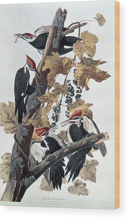 Pileated Woodpeckers By John James Audubon Wood Print featuring the painting Pileated Woodpeckers by John James Audubon