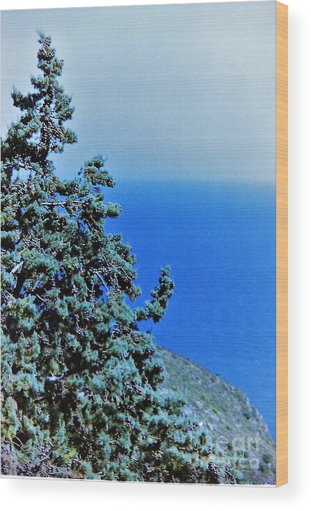 Landscape Wood Print featuring the photograph Pine D'Azur by Jarek Filipowicz