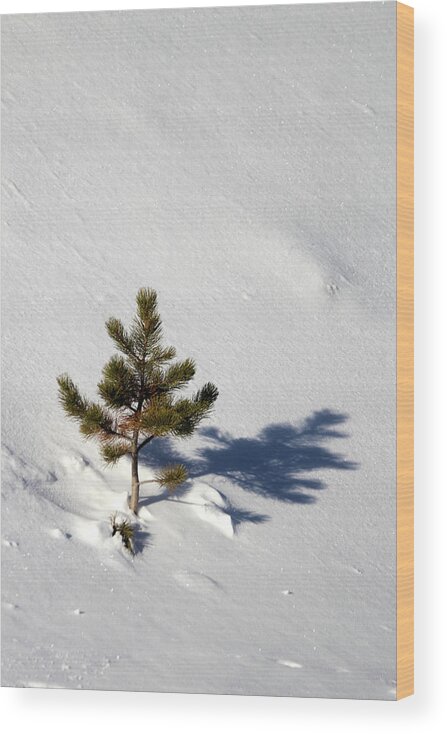 Pine Wood Print featuring the photograph Pine Shadow by Shane Bechler