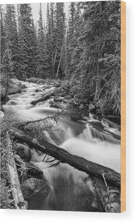 Rocky Wood Print featuring the photograph Pine Tree Forest Creek Portrait In Black and White by James BO Insogna