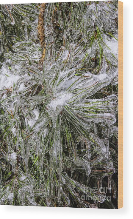 Winter Amicola Falls Wood Print featuring the photograph Pinecicles by Barbara Bowen