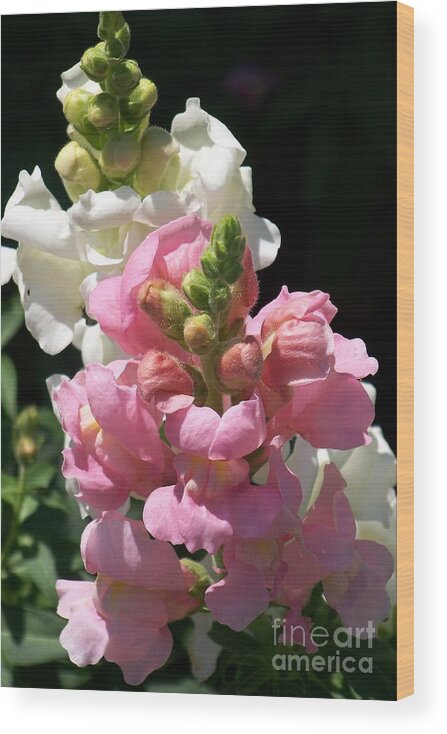 Flowers Wood Print featuring the photograph Pink and White Blooms by Eunice Miller