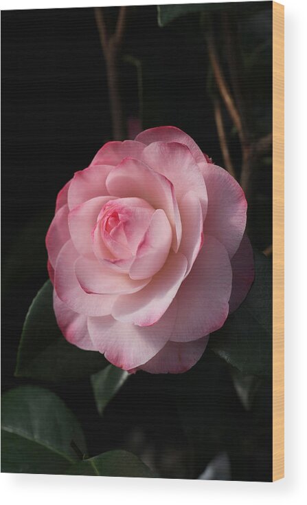 Pink Wood Print featuring the photograph Pink Beauty Camellia by Tammy Pool