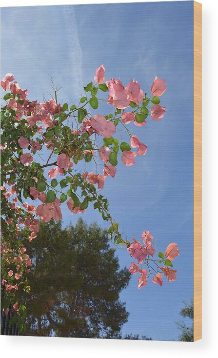 Bougainvillea Wood Print featuring the photograph Pink Bougainvillea by Aimee L Maher ALM GALLERY