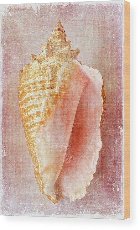 Cindi Ressler Wood Print featuring the photograph Pink Conch by Cindi Ressler