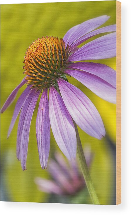 Maryland Wood Print featuring the photograph Pink Coneflower by Robert Fawcett