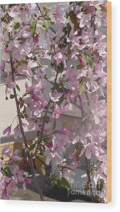 Pink Crabapple Branch Wood Print featuring the photograph Pink Crabapple Branch #2 by Donna L Munro