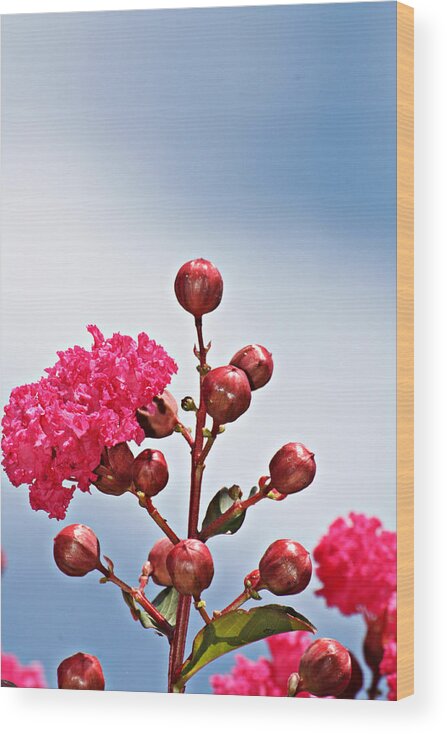 Lagerstroemia Wood Print featuring the photograph Pink Crape Myrtle- Fine Art Photography by KayeCee Spain