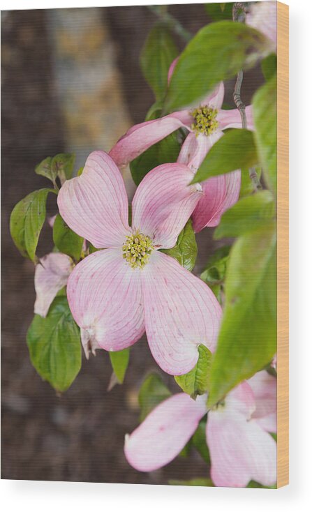 Bellingham Wood Print featuring the photograph Pink Dogwood by Judy Wright Lott