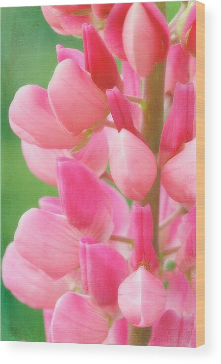 Cindi Ressler Wood Print featuring the photograph Pink Lupine 974 by Cindi Ressler