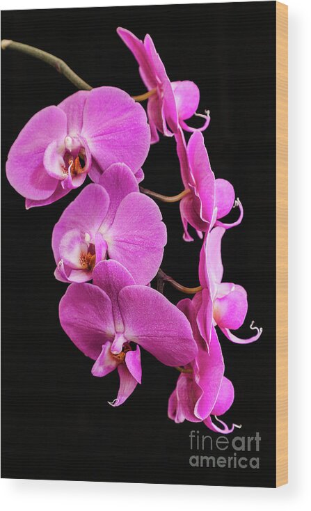 Pink Orchid Wood Print featuring the photograph Pink Orchid with Black background by Andy Myatt