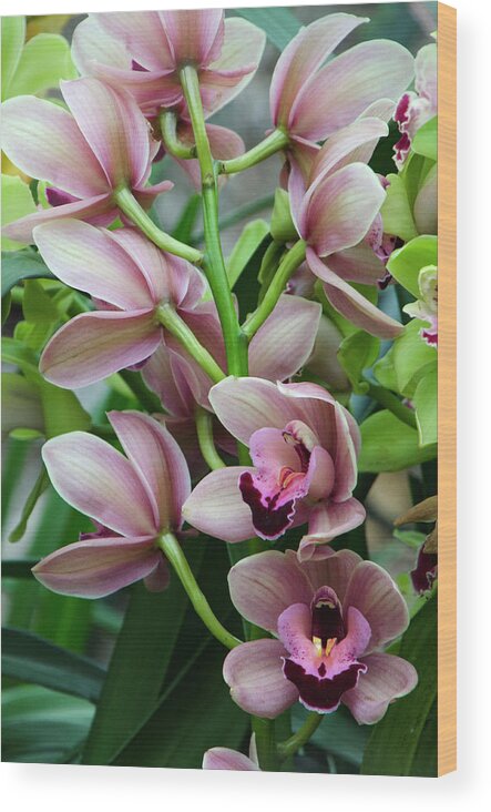 Beautiful Wood Print featuring the photograph Pink Orchids 2 by Ann Bridges